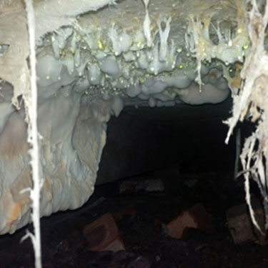 dry rot in home