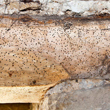 wood infested with woodworm